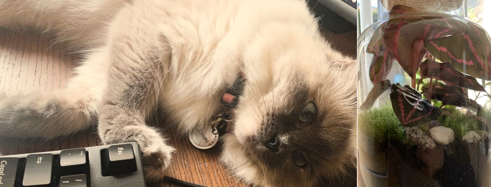 My cat Hanami, making herself comfortable on my desk